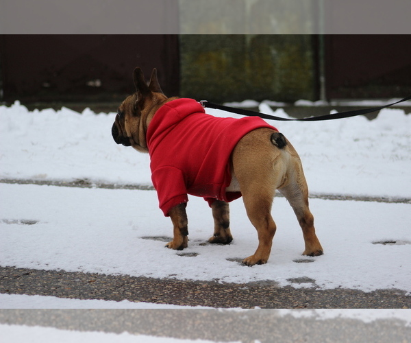Medium Photo #6 French Bulldog Puppy For Sale in Hajos, Bacs-Kiskun, Hungary