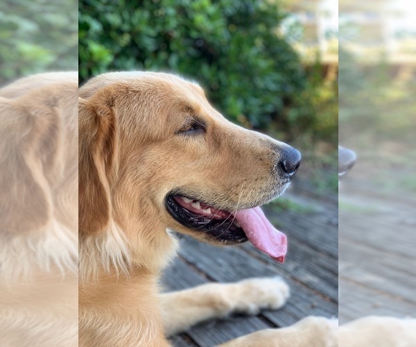 Medium Photo #3 Golden Retriever Puppy For Sale in SOUTHPORT, NC, USA