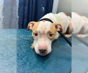 American Bulldog-Unknown Mix Dogs for adoption in Mobile, AL, USA