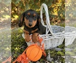 Small #1 Dachshund
