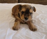 Small Photo #2 Yorkshire Terrier Puppy For Sale in PIQUA, OH, USA