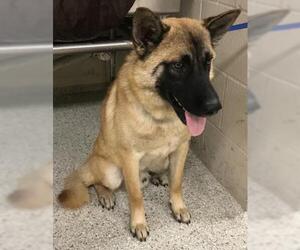 Chow Chow-German Shepherd Dog Mix Dogs for adoption in Conroe, TX, USA