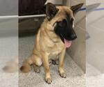 Small Chow Chow-German Shepherd Dog Mix