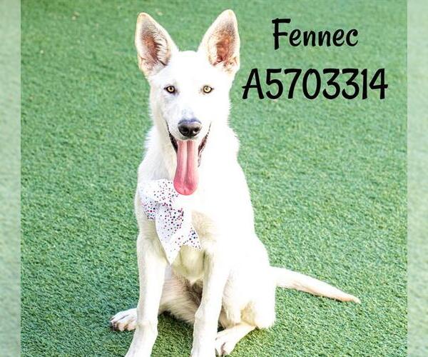 Medium Photo #4 - Mix Puppy For Sale in Phoenix, AZ, USA
