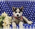 Small Photo #8 Siberian Husky Puppy For Sale in QUARRYVILLE, PA, USA