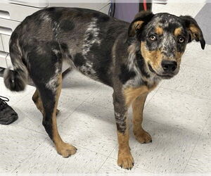 Catahoula Leopard Dog Dogs for adoption in Salt Lake City, UT, USA