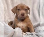Small #2 Labrador Retriever Mix