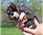 Small #2 French Bulldog