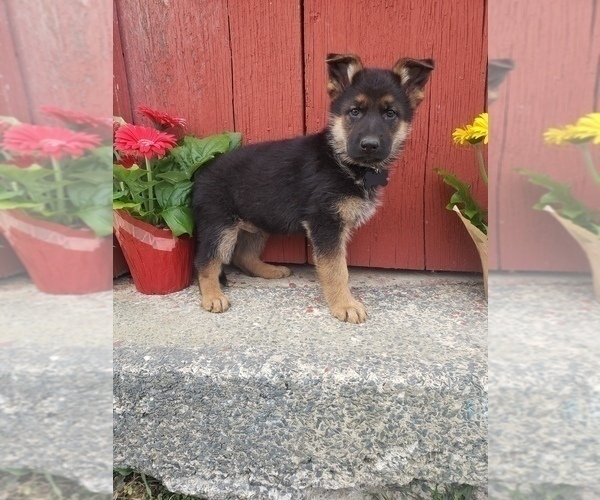 Medium Photo #2 German Shepherd Dog Puppy For Sale in MILLERSTOWN, PA, USA