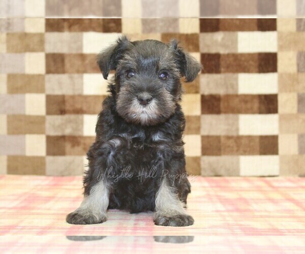 Medium Photo #3 Schnauzer (Miniature) Puppy For Sale in DENVER, PA, USA