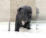Small Photo #2 French Bulldog Puppy For Sale in CEDAR HILL, TX, USA