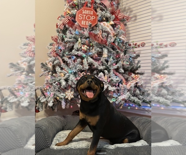 Medium Photo #23 Rottweiler Puppy For Sale in VONORE, TN, USA