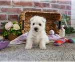 Small #3 West Highland White Terrier