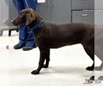 Small #1 Labrador Retriever Mix