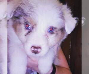 Australian Shepherd Puppy for sale in GUADALUPITA, NM, USA