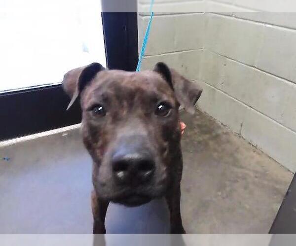 Medium Photo #1 Mutt Puppy For Sale in Tulsa, OK, USA