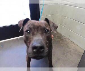 Mutt Dogs for adoption in Tulsa, OK, USA