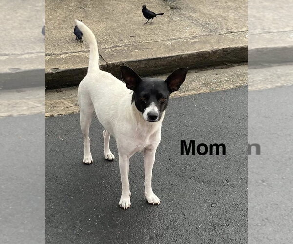 Medium Photo #5 Parson Russell Terrier-Rat Terrier Mix Puppy For Sale in Sanford, FL, USA