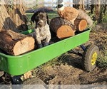 Puppy Puppy 8 German Shorthaired Pointer