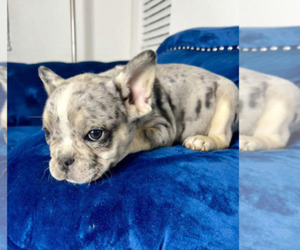 French Bulldog Puppy for sale in ORLANDO, FL, USA