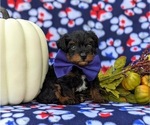 Small Photo #8 YorkiePoo Puppy For Sale in KIRKWOOD, PA, USA