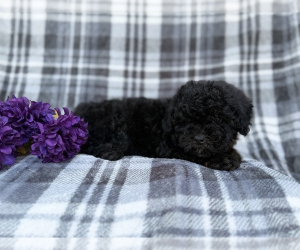 Medium Photo #3 Shih-Poo Puppy For Sale in LAKELAND, FL, USA