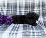 Small #2 Shih-Poo