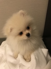 Pomeranian Puppy for sale in MILPITAS, CA, USA