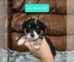 Small Photo #15 Chizer Puppy For Sale in MONTEZUMA, GA, USA