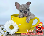 Puppy Anger French Bulldog