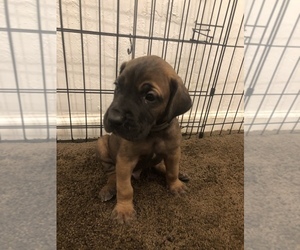 Great Dane Puppy for Sale in TRENTON, Tennessee USA