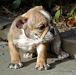 Small Photo #3 Bulldog Puppy For Sale in ROYSE CITY, TX, USA