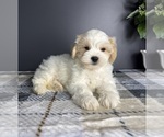 Small #3 Maltipoo