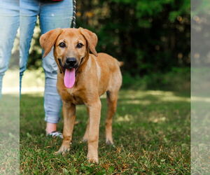 Golden Retriever-Unknown Mix Dogs for adoption in Sparta, TN, USA