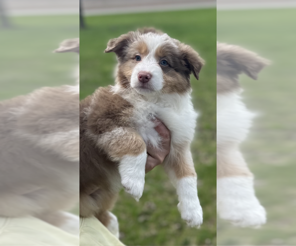 Medium Photo #2 Australian Shepherd Puppy For Sale in SANDUSKY, OH, USA