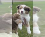 Small #1 Australian Shepherd