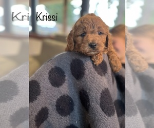 Goldendoodle (Miniature) Puppy for sale in BATTLE GROUND, WA, USA