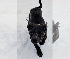 Mutt Dogs for adoption in Cottage Grove, MN, USA