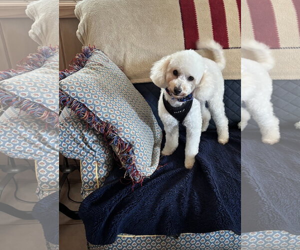 Medium Photo #2 Poodle (Miniature) Puppy For Sale in St. Louis Park, MN, USA