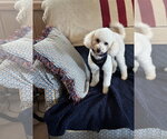 Small #1 Poodle (Miniature)