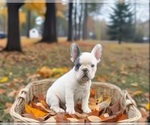 Small #3 French Bulldog