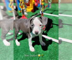 Small Mutt