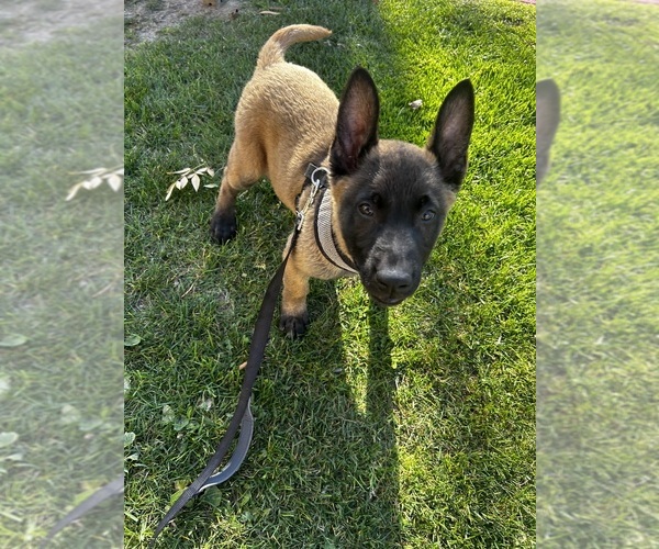 Medium Photo #1 Belgian Malinois Puppy For Sale in CANYON COUNTRY, CA, USA