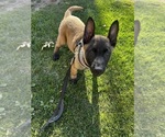 Small Belgian Malinois