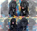 Puppy Willow Bernedoodle