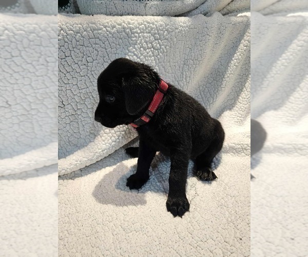 Medium Photo #14 Labrador Retriever Puppy For Sale in Gagetown, MI, USA