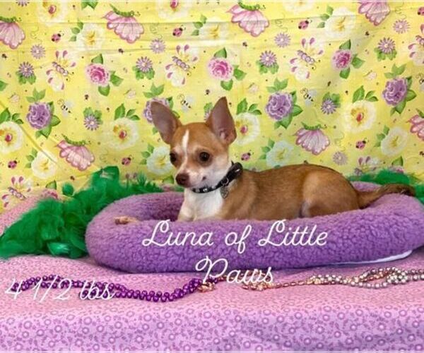 Medium Photo #1 Chihuahua Puppy For Sale in WINNSBORO, LA, USA