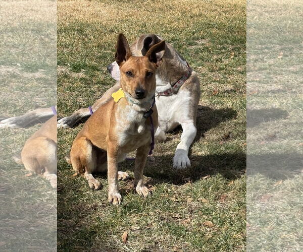 Medium Photo #5 Chihuahua Puppy For Sale in Sandy, UT, USA