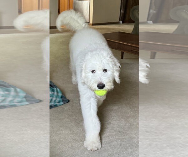 Medium Photo #4 Poodle (Standard)-Unknown Mix Puppy For Sale in Plainfield, IL, USA