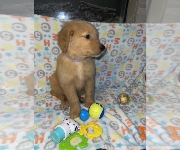 Medium Photo #2 Golden Retriever Puppy For Sale in HOUSTON, TX, USA